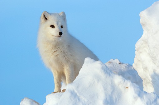Snow Fox