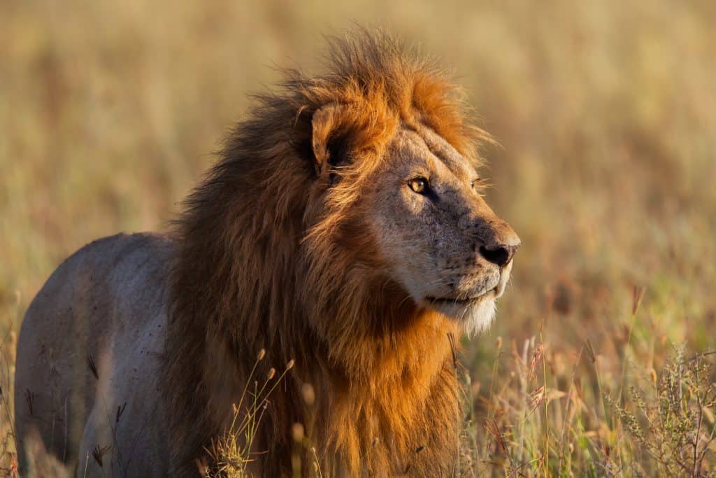 Male lion